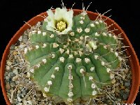 Gymnocalycium ochoterenae vatteri JLcoll.2040.JPG